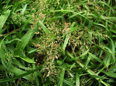 Kinds Of Grass In The Philippines.